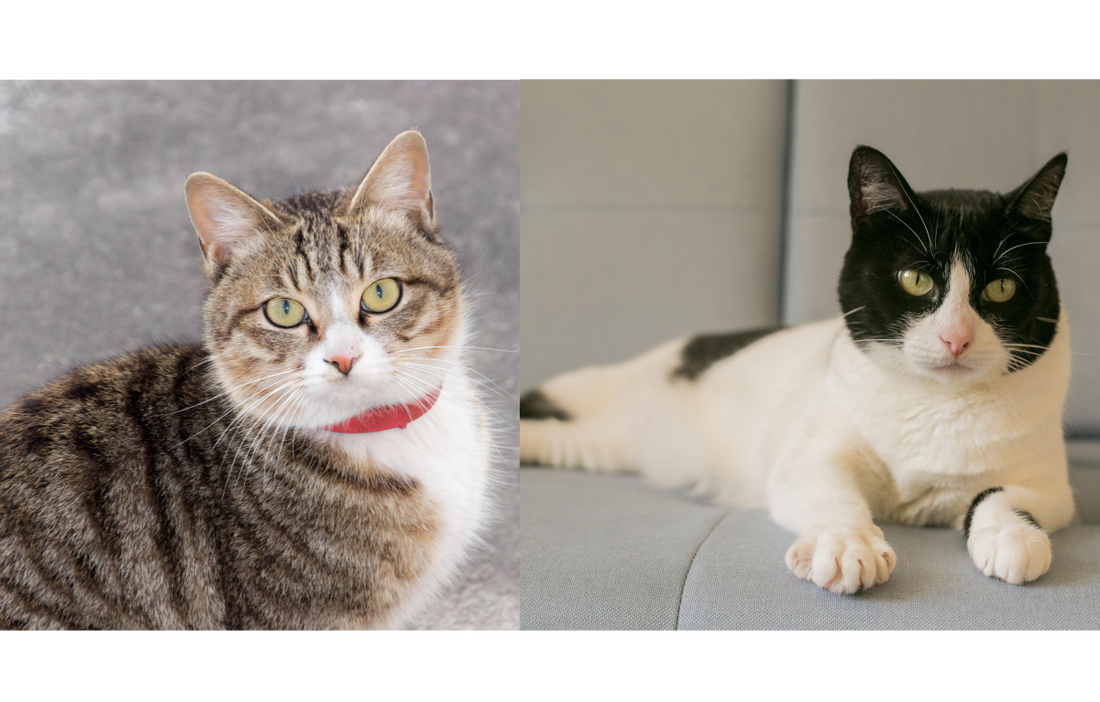 reference photos for personalized cat urn design