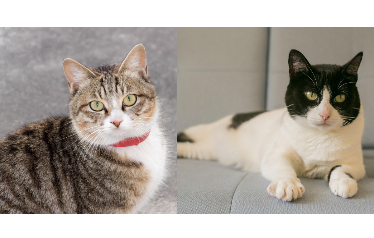 reference photos for personalized cat urn design